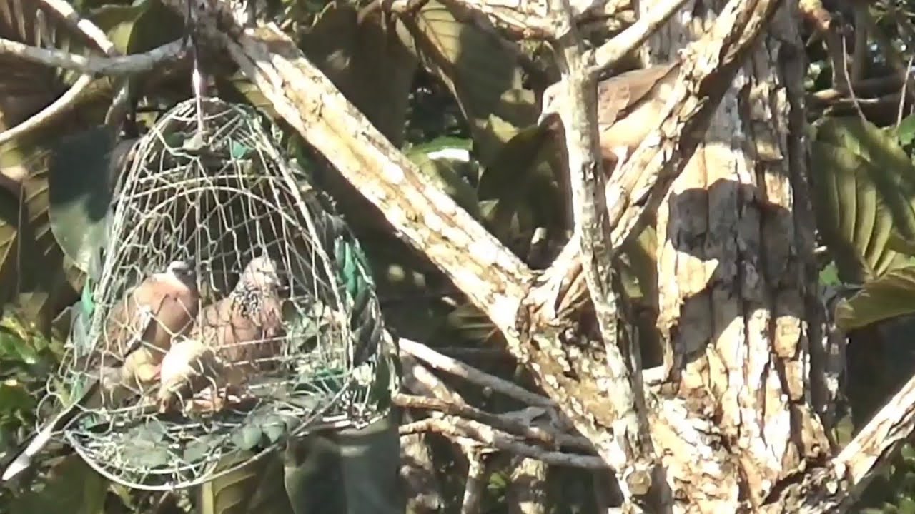 Bẫy Cu Gáy Mồi Cây Bổi Thổ Trơn Lở Của Mồi Núi Chữ V 999 MinhZidane 