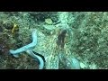 Мир подводной охоты - 371 - Зимняя охота в Адриатике