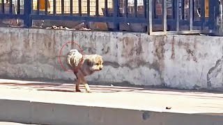 видео: Брошенный, сломленный одинокий Виктор, храбрый идущий на двух ногах, разобьет вам сердце и вдохновит картинка: Брошенный, сломленный одинокий Виктор, храбрый идущий на двух ногах, разобьет вам сердце и вдохновит