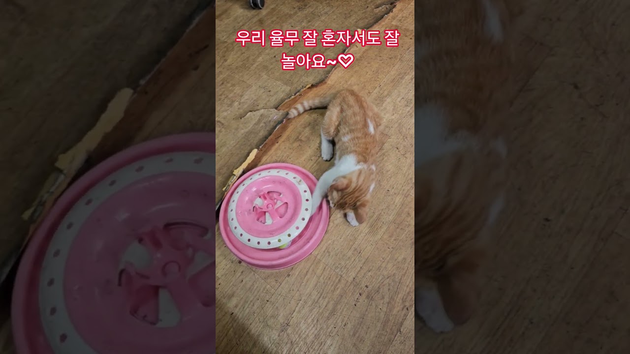 덕순이네 가족 #율무 #삼형제집사 #휴일 #부산강서구