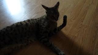 Savannah Cat 411