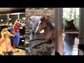 Amazing Animal Rescues, Animal Friends, and...Chonks