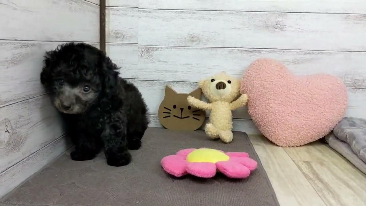 160892トイプー YouTube