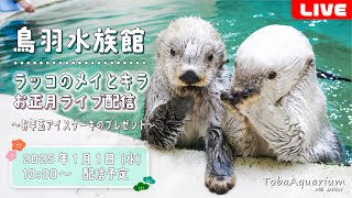 《鳥羽水族館》ラッコのメイとキラ お正月ライブ配信～お年玉アイスケーキのプレゼント～