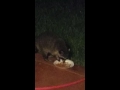 Racoon eating the cat food