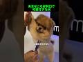 犬好きなら最後まで見てしまう動画🥰