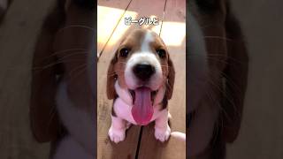 ビーグルとバセットハウンドって何が違うの？