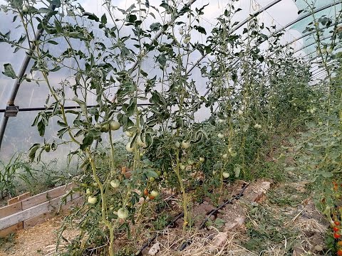 Videó: Téli paradicsomtermesztés: Hogyan termessünk paradicsomot beltéren