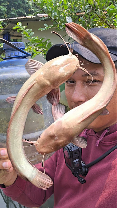 GUYS LELE PUTIH SAYA HILANG😭