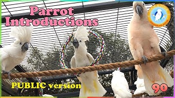 How I Introduce New Parrots to Flock | Ep.90: Bird Introduction | Cockatude: Cockatoos with Attitude