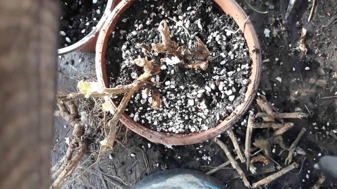 королевская герань обрезать. обрезка пеларгонии осенью для пышного цветения. герань после зимы. пеларгония маточник. цветонос у пеларгонии.