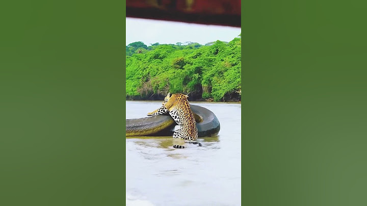 sucuri gigante em LUTA ÉPICA com onça-pintada #viral #youtubeshorts #viralshorts #shorts #amazonia