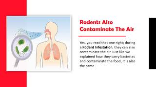 5 Havocs Of Rodent Infestation Which Are Very Common | Rodent Extermination | Rat Control Tips
