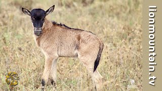 Baby Wildebeest being hunted.