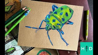 Color Pencil Beetle Drawing Time Lapse