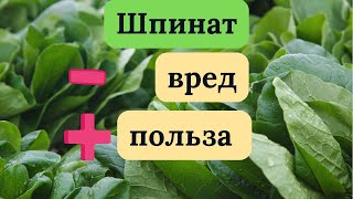 Шпинат: польза и вред зелени для организма