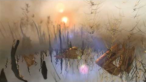 Blender animation - "Swamp"
