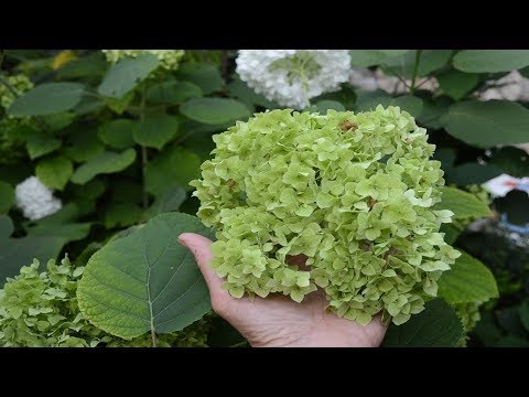 Video: Ash Hydrangea