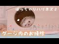 ハリネズミのお部屋をお掃除 ＊ごはんの様子も紹介します＊