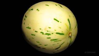 Honeydew Melon Snowball Time-Lapse