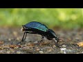 კავკასიური ბზუალა - Carabus (Procerus) caucasicus