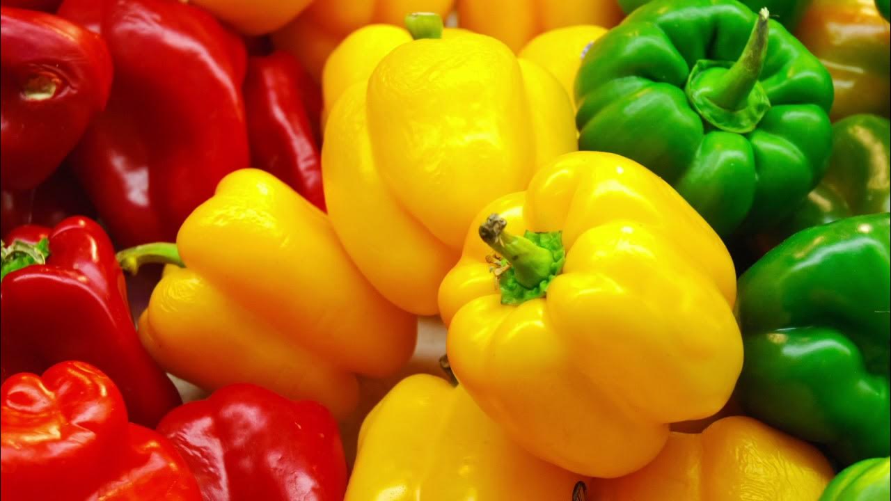 Перец сладкий альянс. Перец болгарский и чили. Перец сладкий светофор. Перец болгарский цветной. Перец ратунда семена.