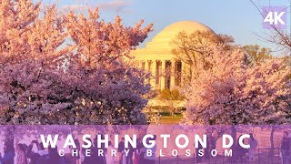 Washington DC Cherry Blossom Festival 2023 Walking Tour [4K] #washington  #cherryblossom