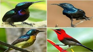 4 jenis burung kolibri paling merdu suaranya