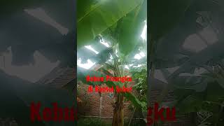Beginilah kebun pisangku yang subur di Bantul