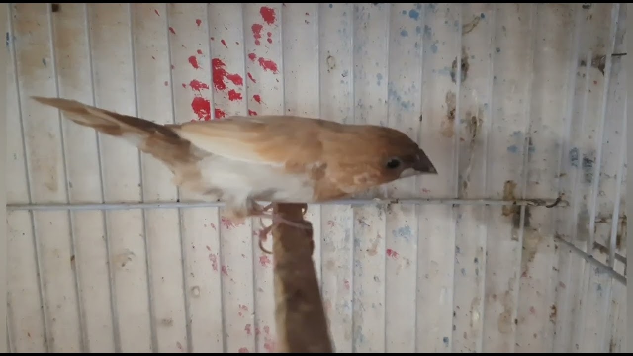 MANONS - COMO SABER SE É MACHO OU FÊMEA E DICAS DE MANEJO, NINHO E REPRODUÇÃO