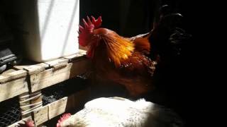 Lindo Galo Galinzé E Duas Lindas Galinhas Caipira