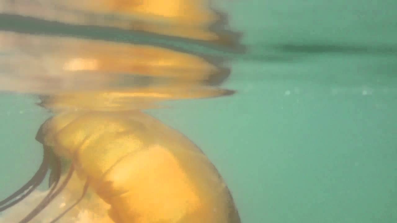 Tomales Bay Jellyfish YouTube