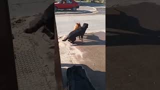 Pitbull ataca a perro en la calle. Personas defienden al perro y castigan al Pitbull