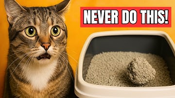 Stop Doing THIS With Your Cat’s Litter Box — It’s Causing Hidden Stress!
