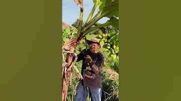 Smart farmer technique of cutting banana trees with sharp tools #shorts