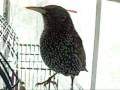 Spike The Talking Starling