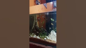 Cá nâu nước lợ đã thuần để nuôi bằng nước ngọt.