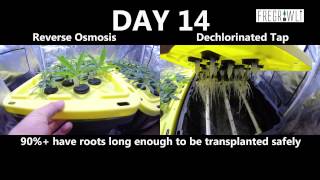 Part 2: Cloning Faster - RO vs Tap Water (Round 2)