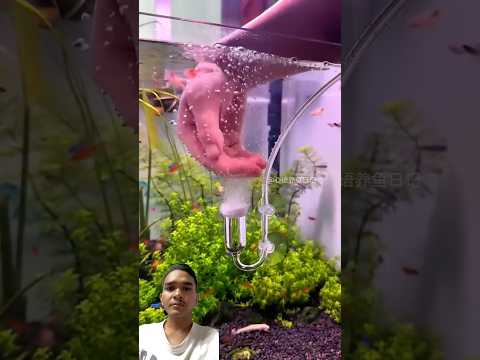 #aquarium #fish #guppy #aquascape #fishtank #song
