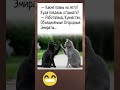 Какие планы на лето #юмор #шортс #смех #прикол #рекомендации #мем #смешно #смешновидео #смешнойшортс