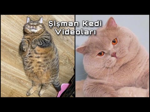 Şişman Kedi Videoları