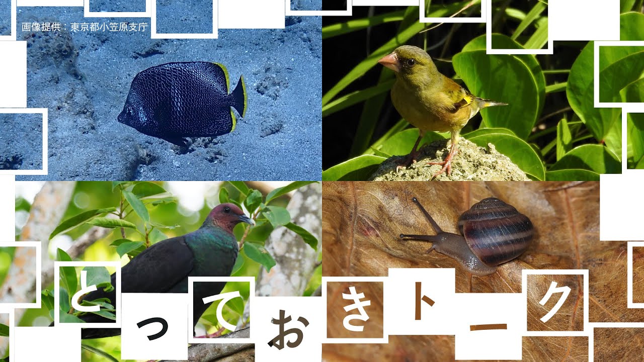Vorlage: とっておきトーク:小笠原諸島の生き物たち - YouTube とっておきトーク:小笠原諸島の生き物たち - YouTube Bildidee