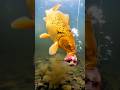 What happens when a Koi Fish sees meat? 🐟🥩 #shorts