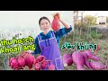 Tập 242🇰🇷 Hoảng Hốt Khi Đào Được Củ Khoai Lang Siêu Khủng