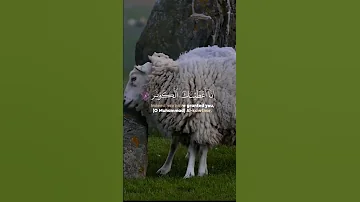 إنا أعطيناك الكوثر فصل لربك وانحر إن شانئك هو الأبتر 