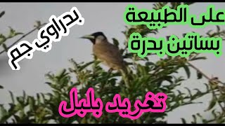 تغريد بلبل بدراوي  چـــــــــــــــــــــم ,, تغريد على الطبيعة في بساتين بدرة