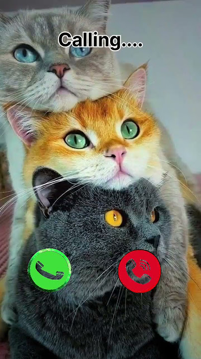 Best ringtone πππ #cute #irringtone #ringtone #ringintone #mobilephone #funny