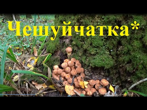 Грибы* Чешуйчатка осенняя 2021*