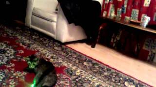 Cat tries to attack laser light
