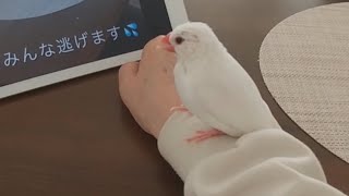 昨日撮った放鳥の動画をまとめました(ショートで使った動画も入ってます)